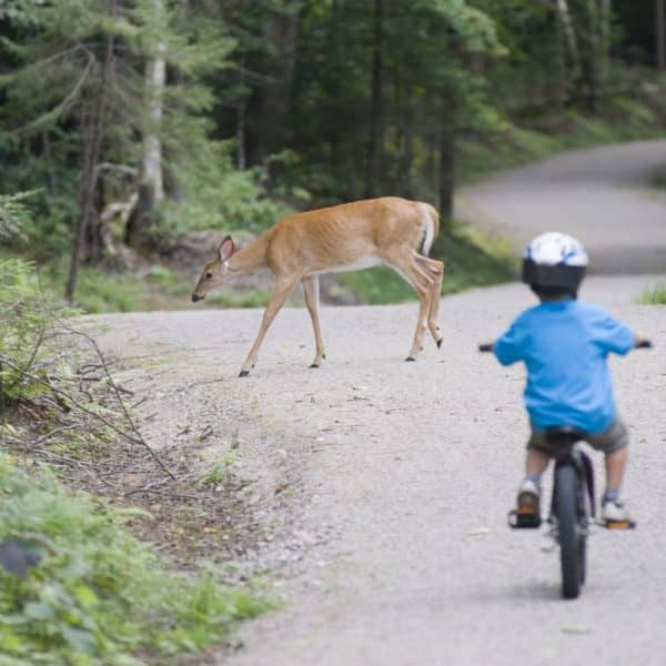 Camping Parc National du Mont-Tremblant De La Pimbina